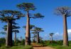 Avenida de los Baobabs: la carretera más pintoresca e increíble de la isla de Madagascar