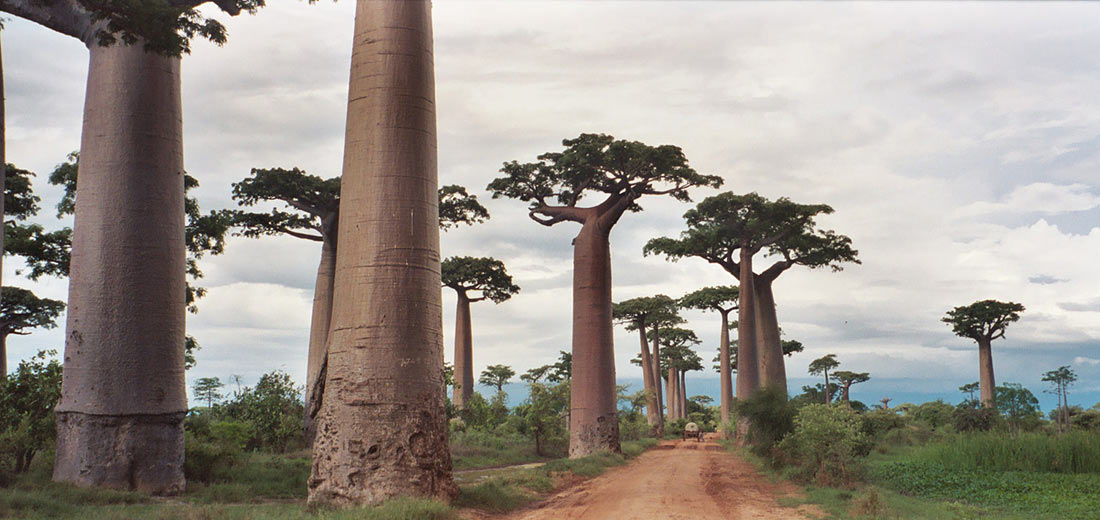 Avenida de los Baobabs