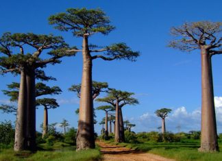 Avenida de los Baobabs: la carretera más pintoresca e increíble de la isla de Madagascar