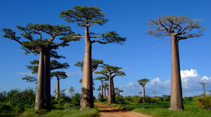 Avenida de los Baobabs: la carretera más pintoresca e increíble de la isla de Madagascar